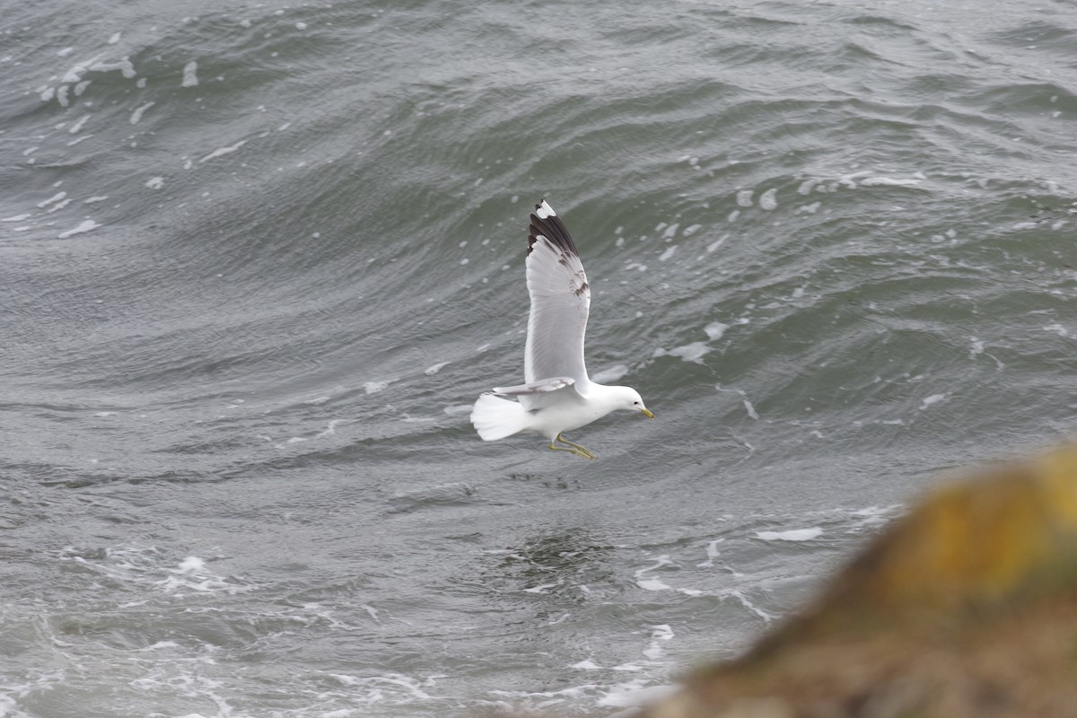 Common Gull - ML636414496