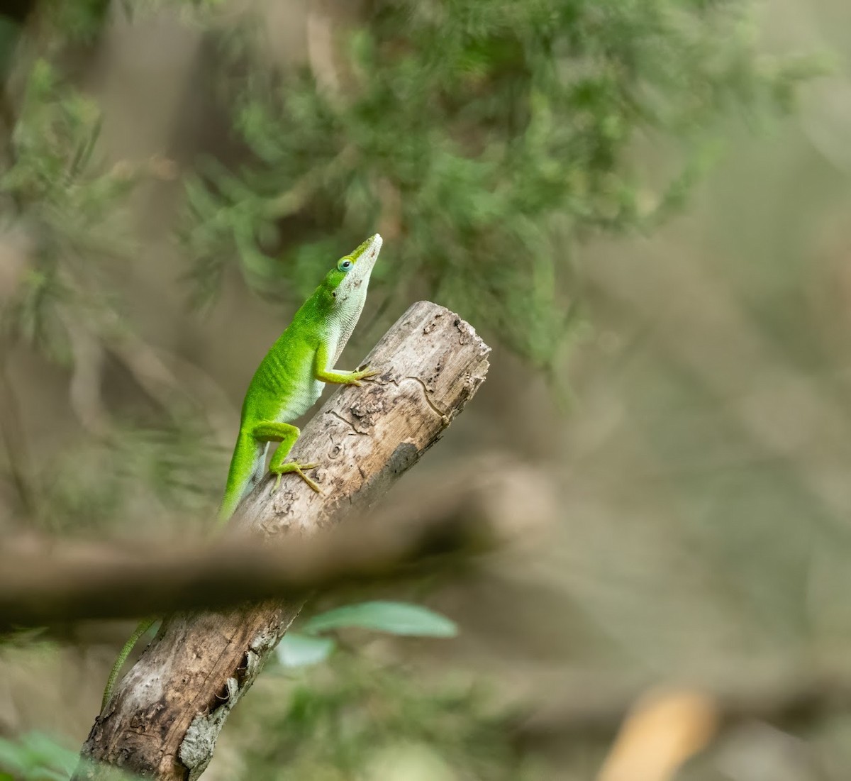 Green Anole - ML636414497