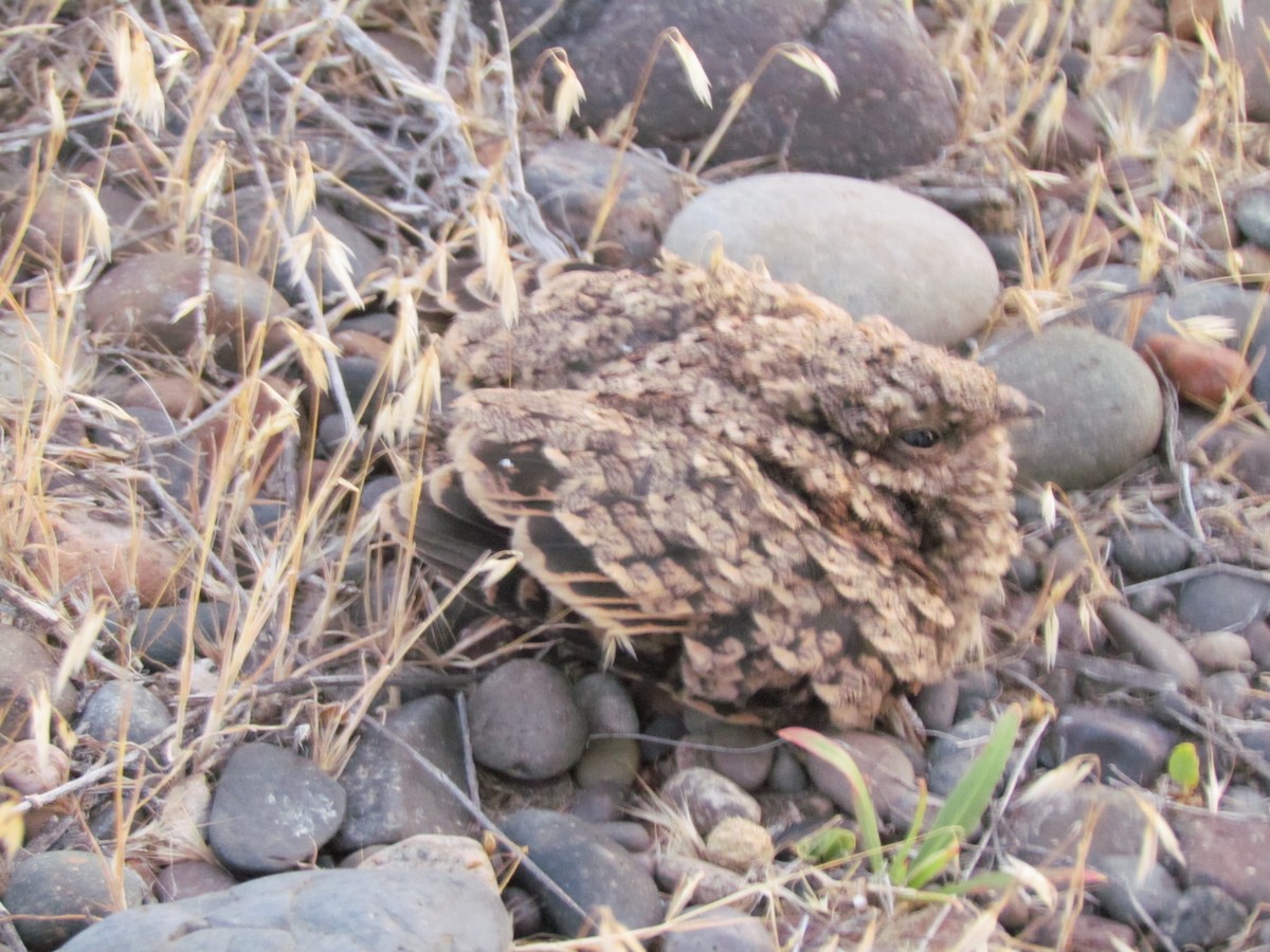 Scissor-tailed Nightjar - ML636414515