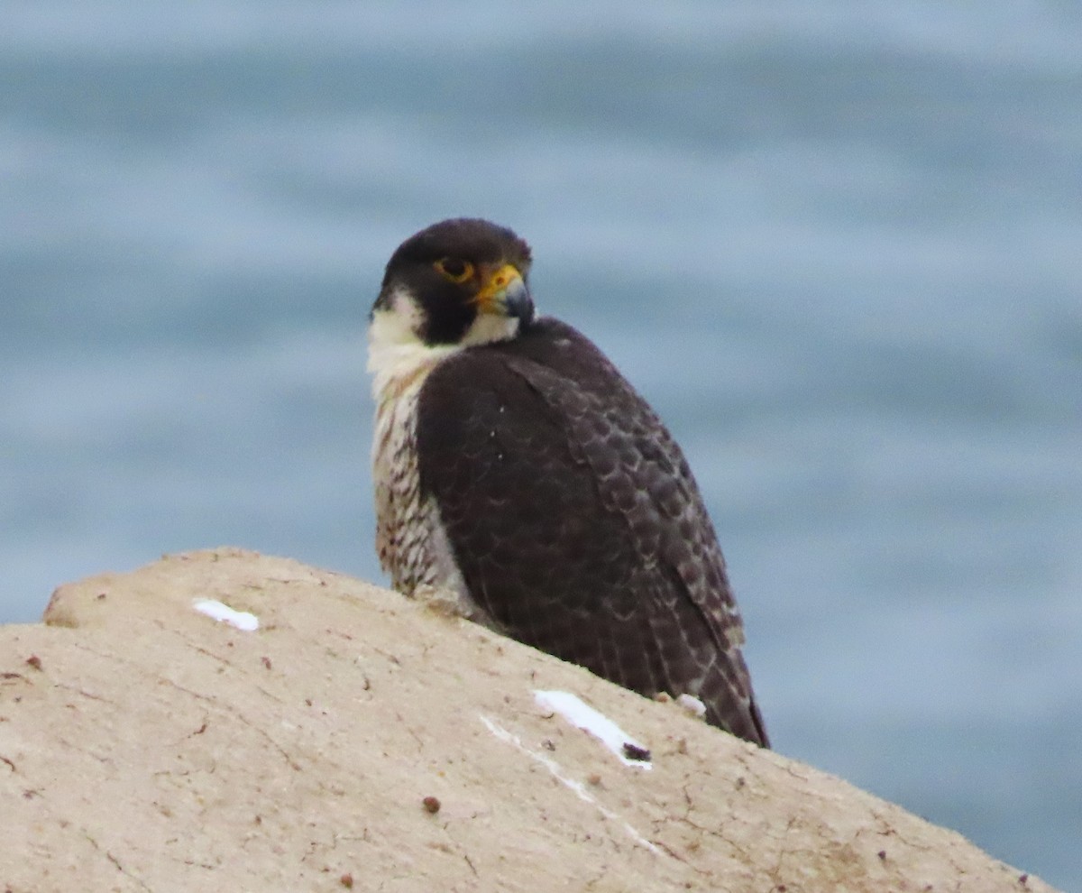 Peregrine Falcon - ML636414605