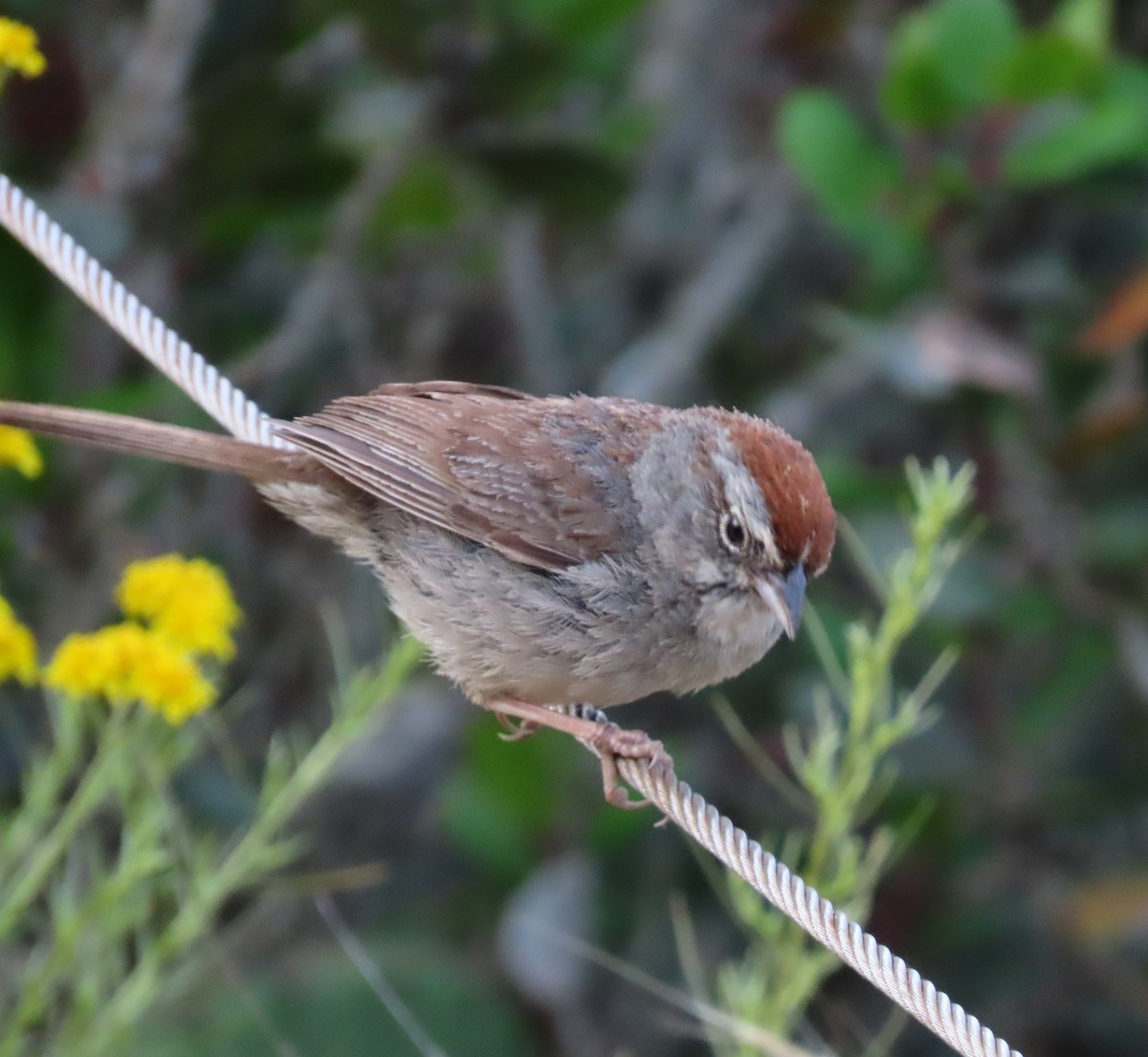 Rufous-crowned Sparrow - ML636414643