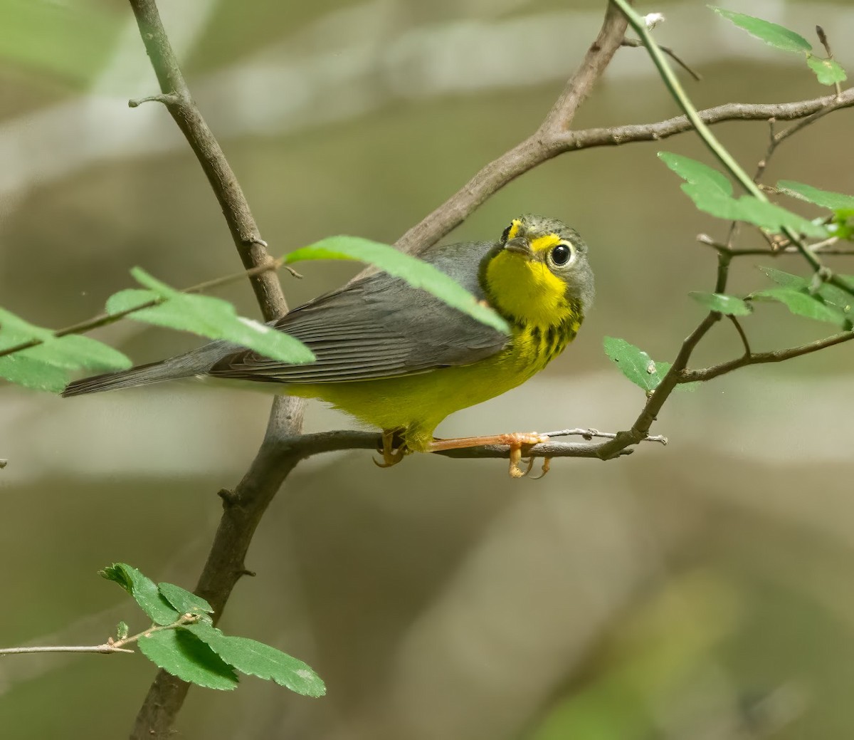 Canada Warbler - ML636414662