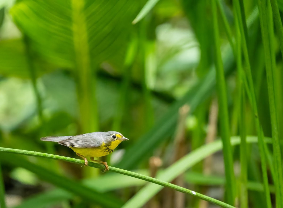 Canada Warbler - ML636414677