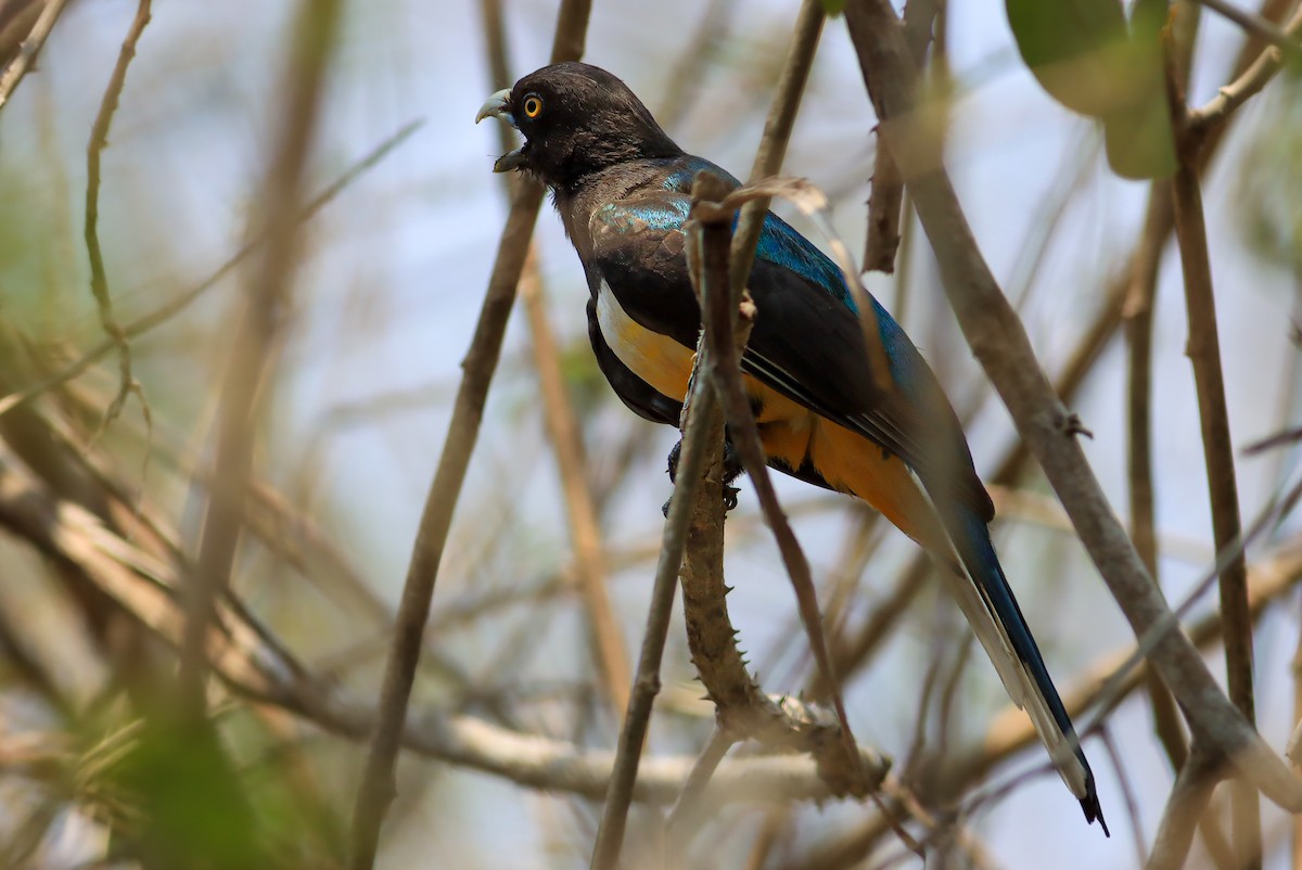 Citreoline Trogon - ML636414715