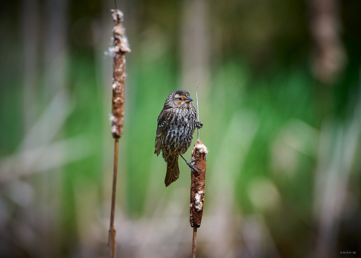 Red-winged Blackbird - ML636414737