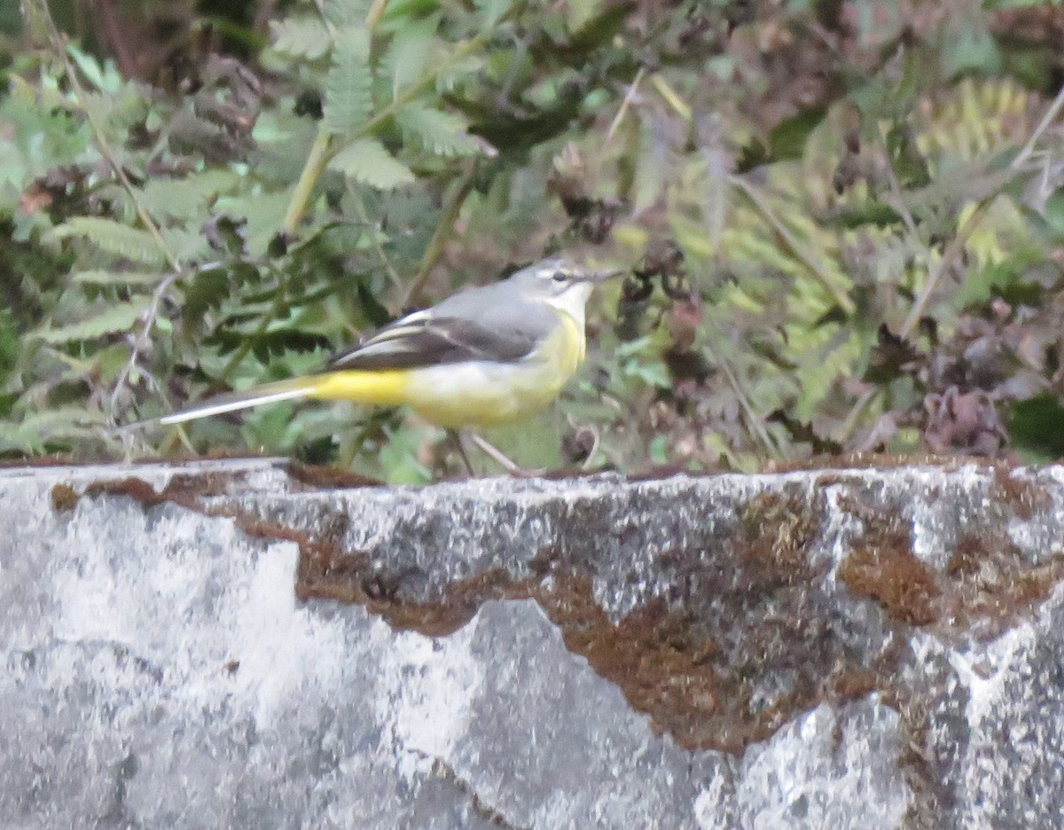 Western Yellow Wagtail - ML636414805