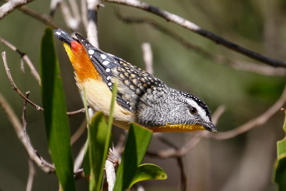 Spotted Pardalote (Spotted) - ML63641481