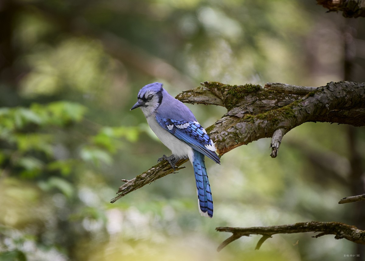 Blue Jay - ML636414823