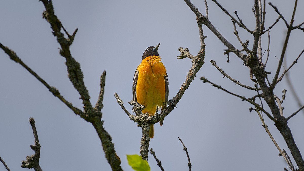 Baltimore Oriole - ML636414862