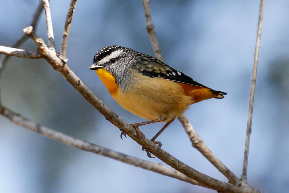 Spotted Pardalote (Spotted) - ML63641491