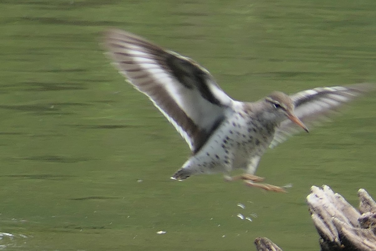 Spotted Sandpiper - ML636414917