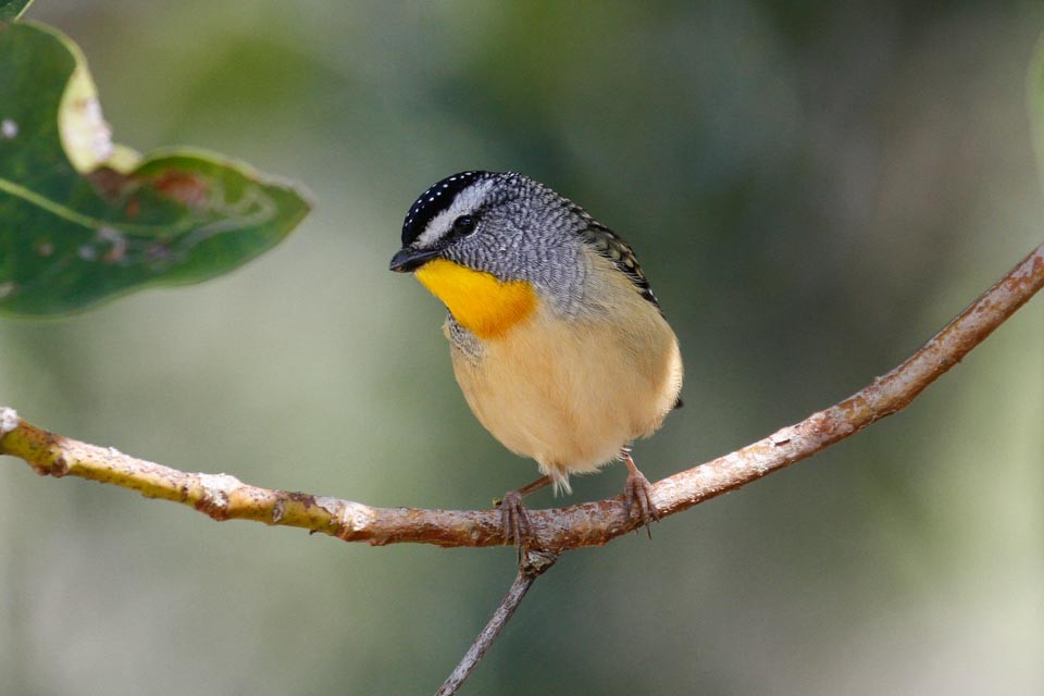 Spotted Pardalote (Spotted) - ML63641501