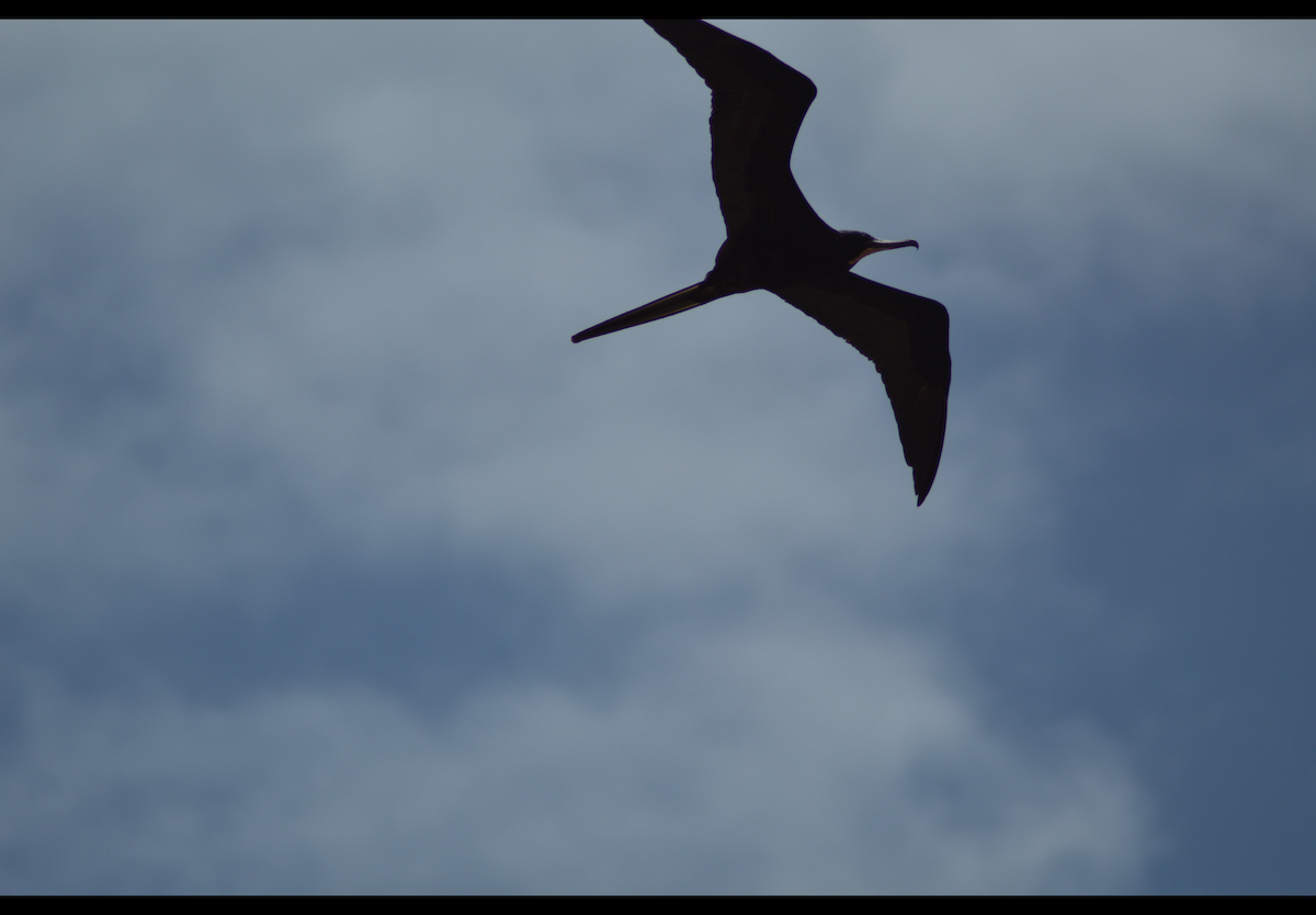 Prachtfregattvogel - ML636415050