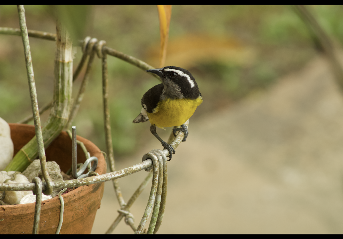 Prachtfregattvogel - ML636415051