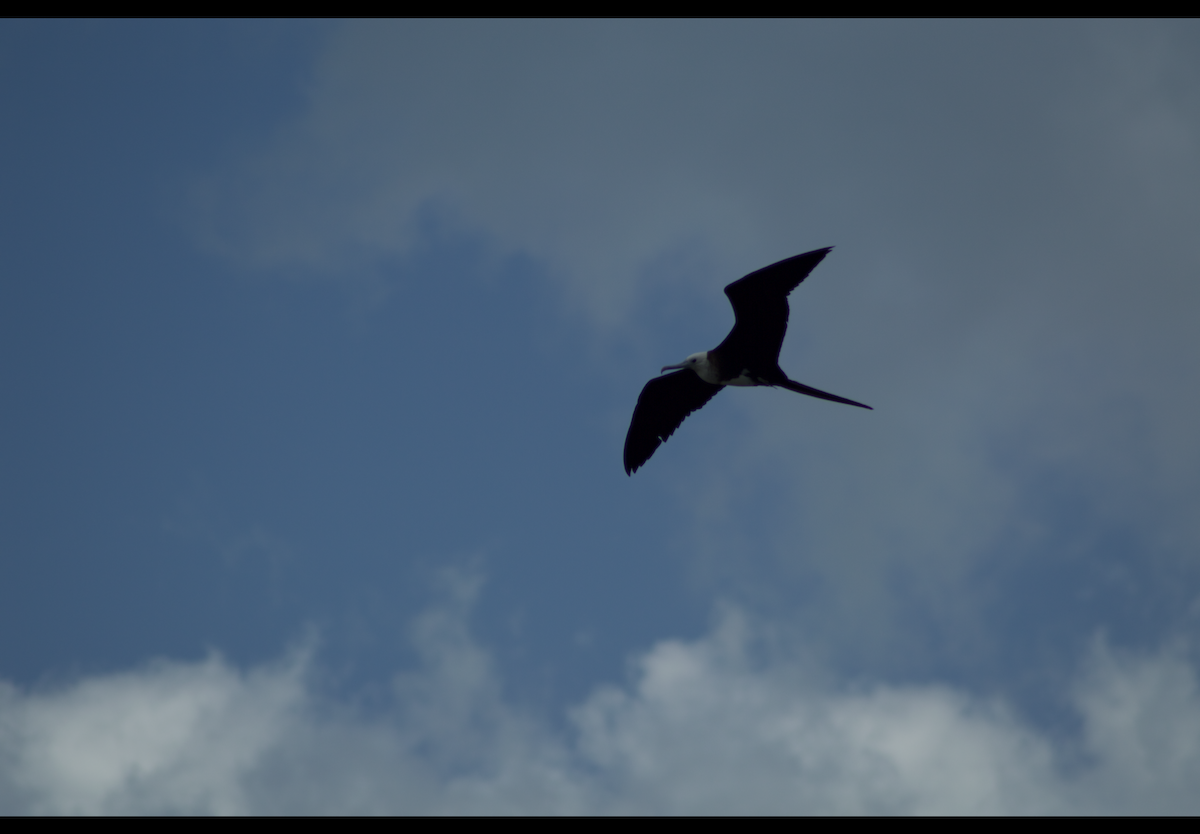 Prachtfregattvogel - ML636415053