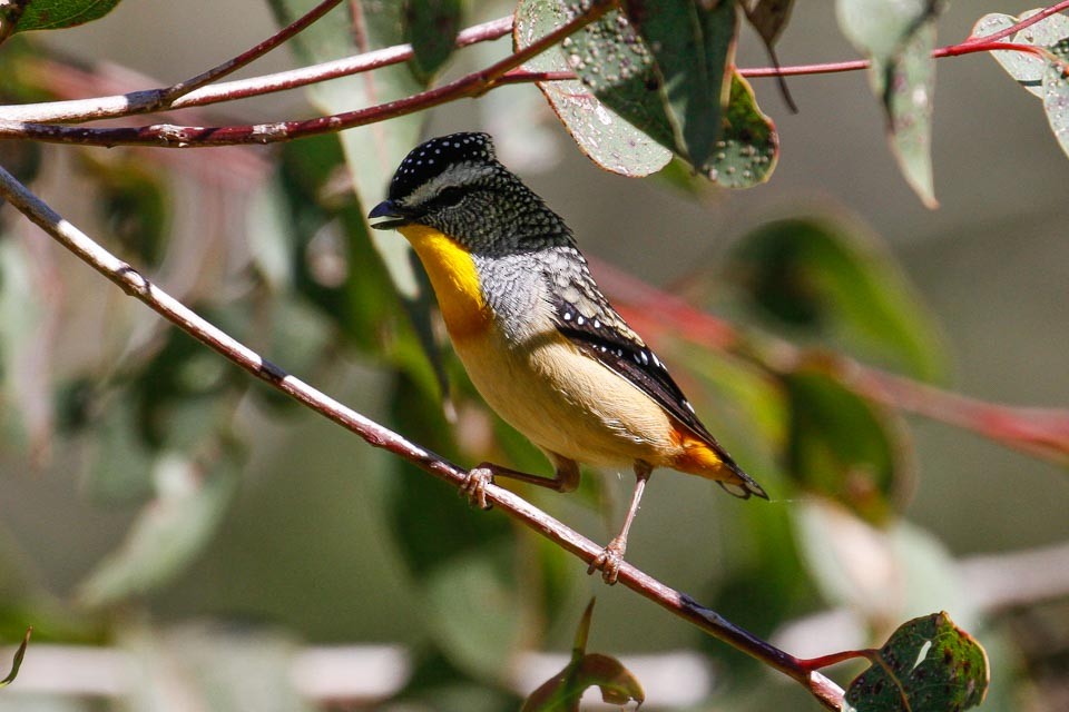 Spotted Pardalote (Spotted) - ML63641511