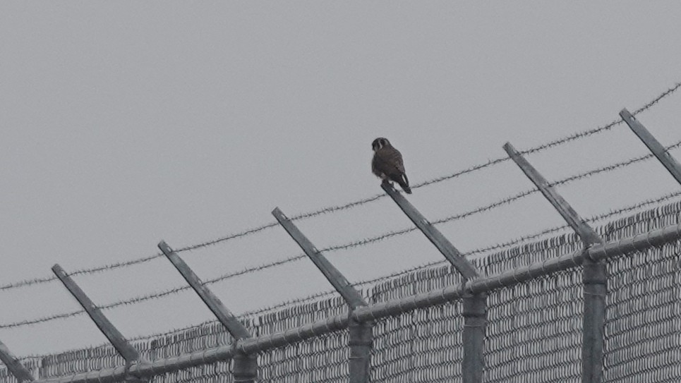 American Kestrel - ML636415113