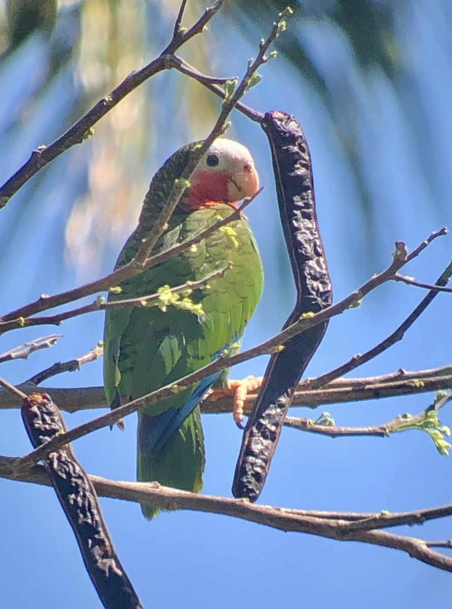 Cuban Amazon (Cuban) - ML636415386