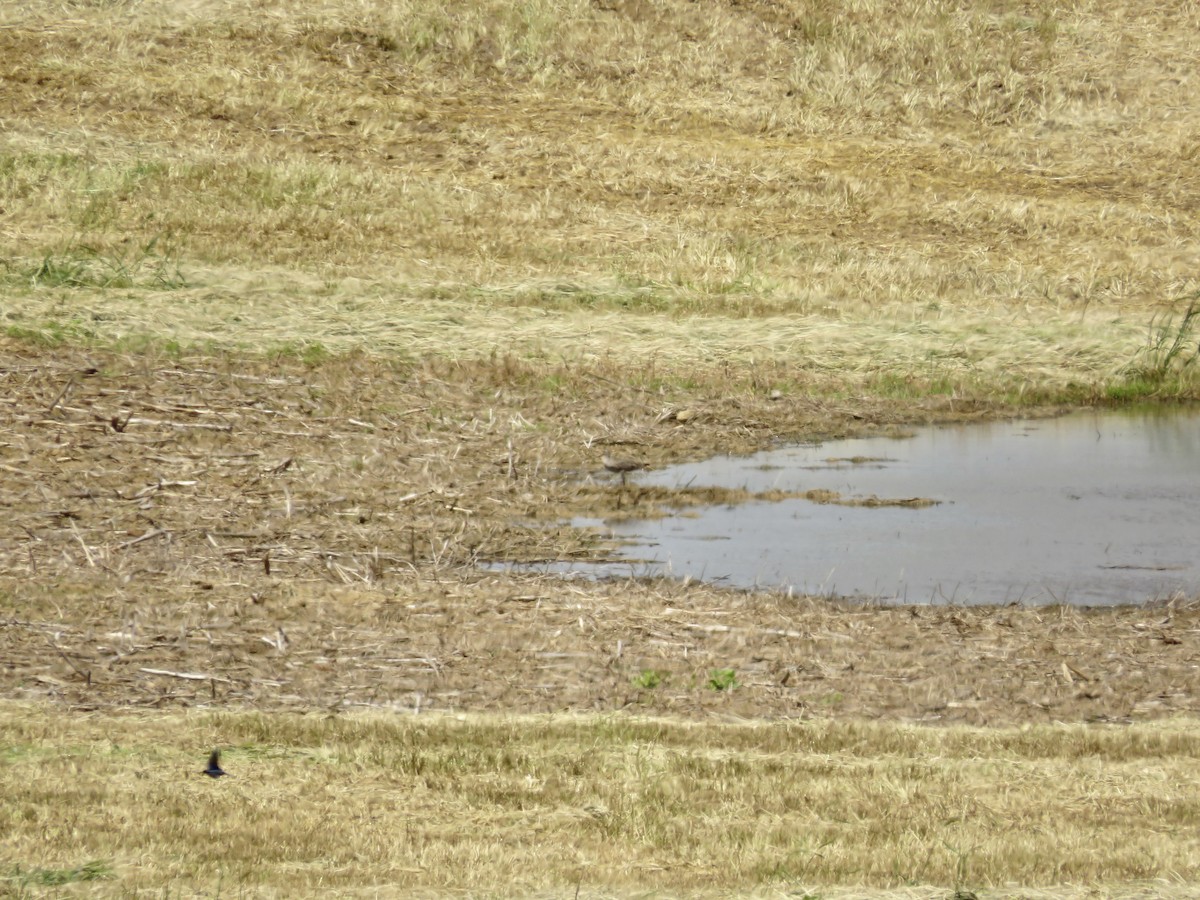 Hudsonian Godwit - ML636415394