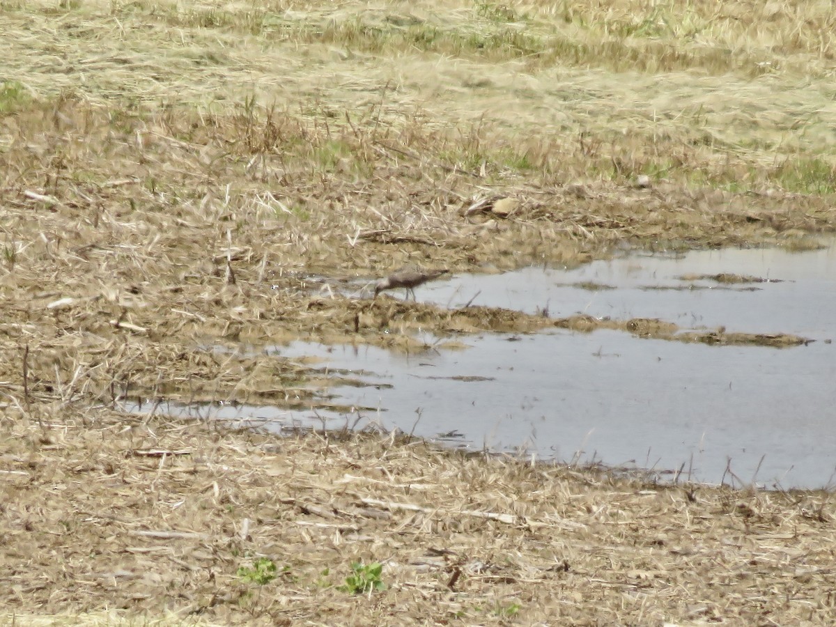Hudsonian Godwit - ML636415395