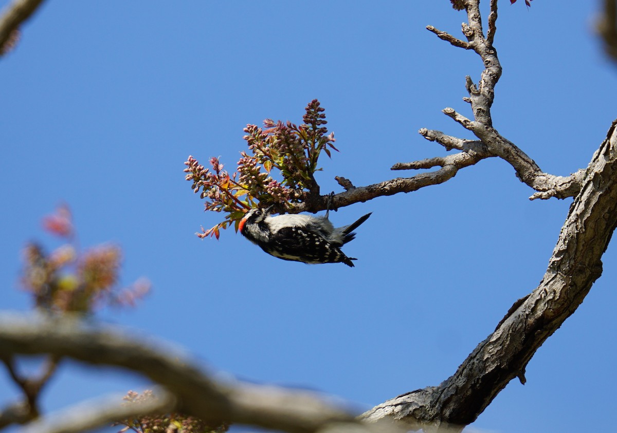 Downy Woodpecker - ML636415463