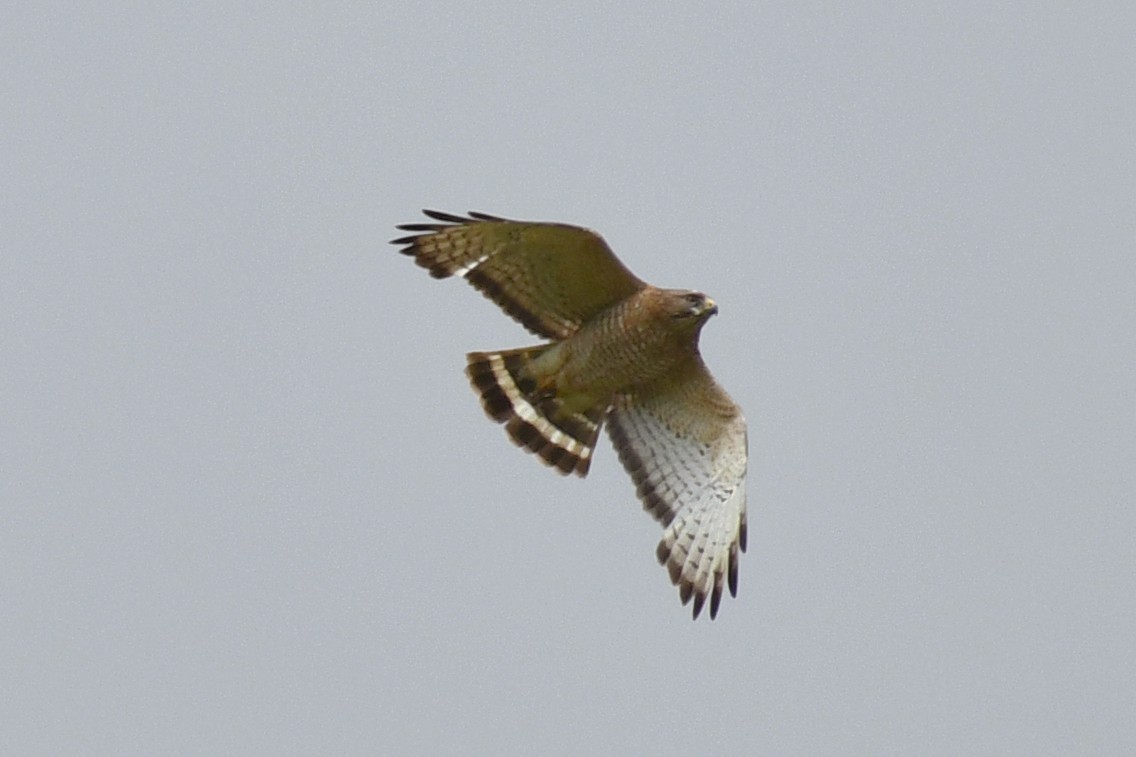 Broad-winged Hawk - ML636415475