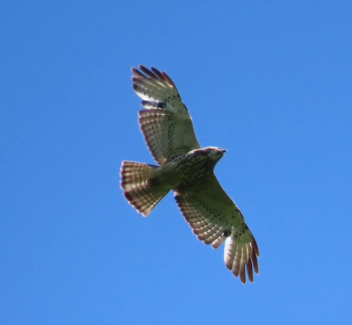 Broad-winged Hawk - ML636415504