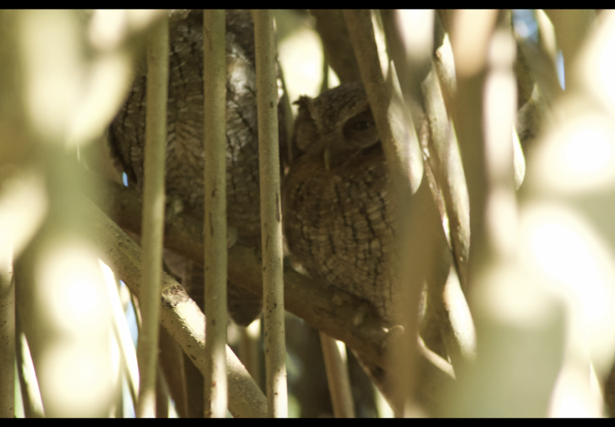 Tropical Screech-Owl - ML636415507