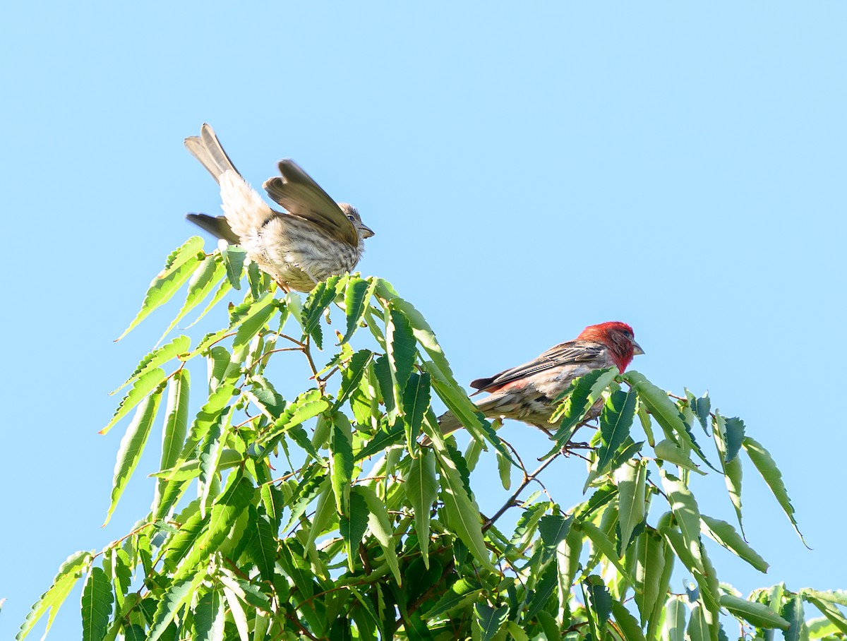 House Finch - ML636415538