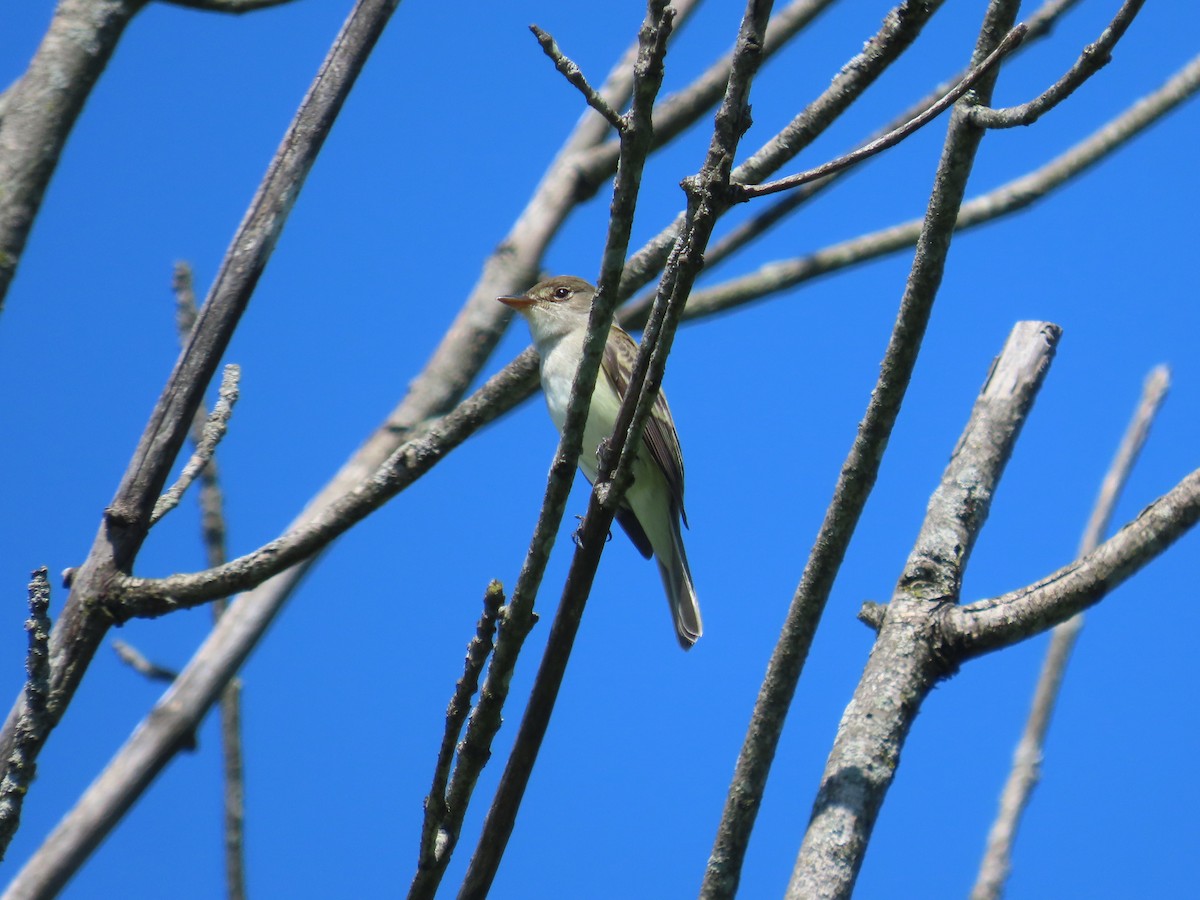Willow Flycatcher - ML636415540