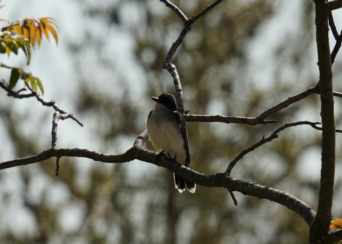 Eastern Kingbird - ML636415549