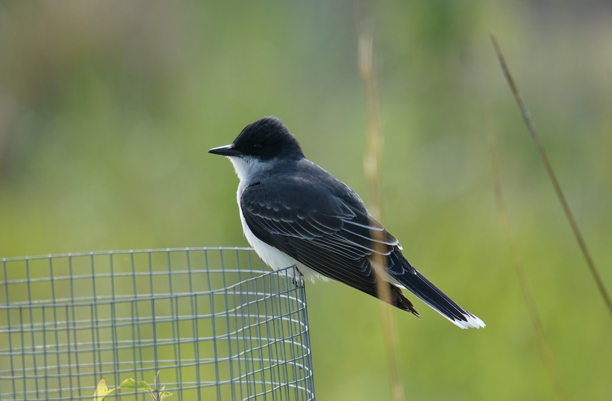 Eastern Kingbird - ML636415550