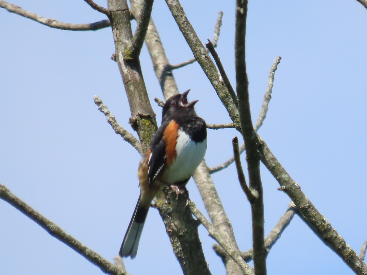 Eastern Towhee - ML636415552