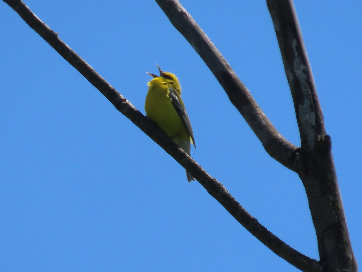 Blue-winged Warbler - ML636415565
