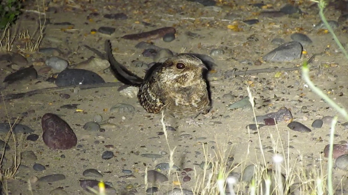 Scissor-tailed Nightjar - ML636415614