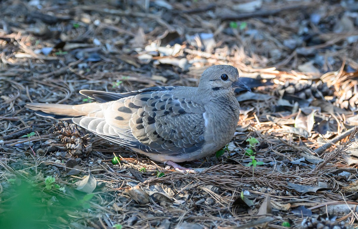 Mourning Dove - ML636415627