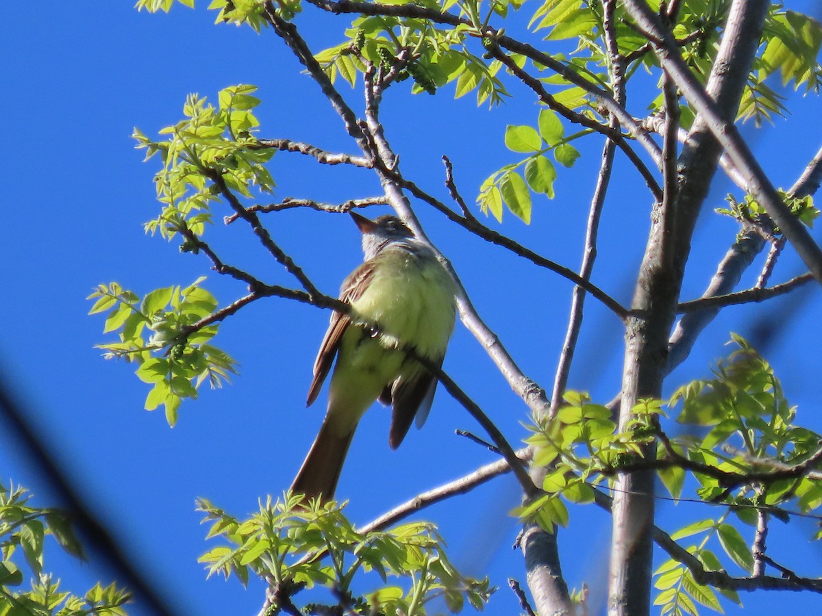 Great Crested Flycatcher - ML636415660