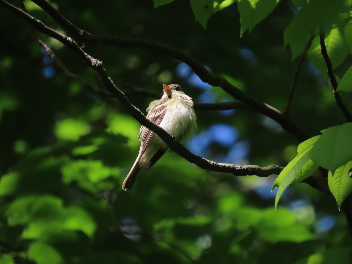 Acadian Flycatcher - ML636415723