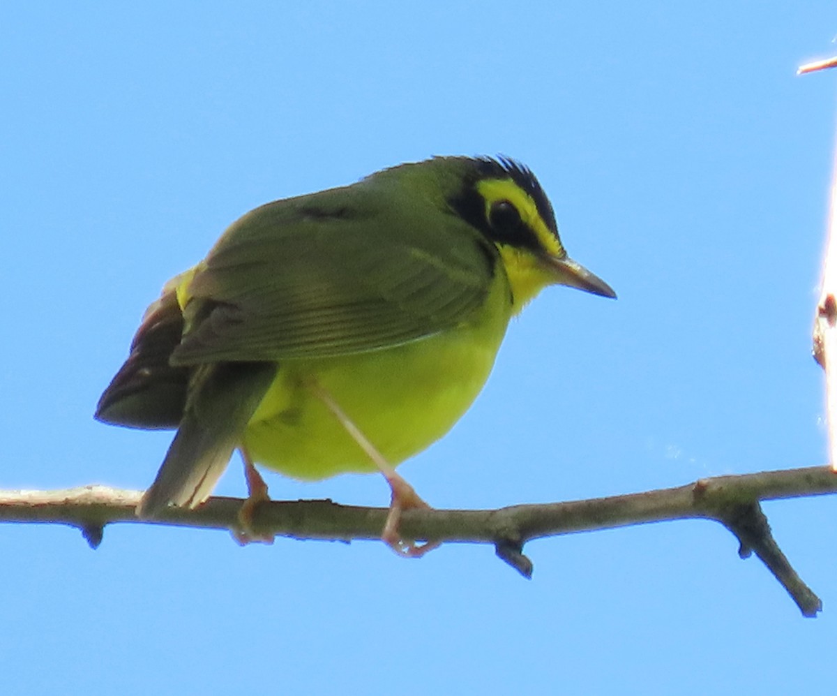 Kentucky Warbler - ML636415748
