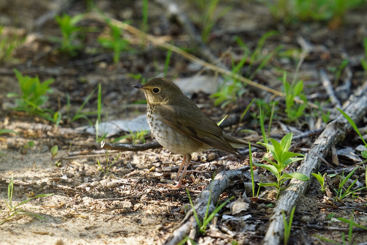 Swainson's Thrush - ML636415860