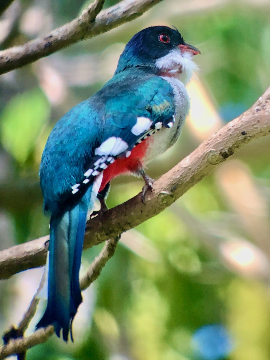 Cuban Trogon - ML636415960