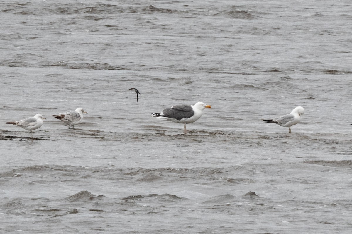 American Herring x Great Black-backed Gull (hybrid) - ML636416013