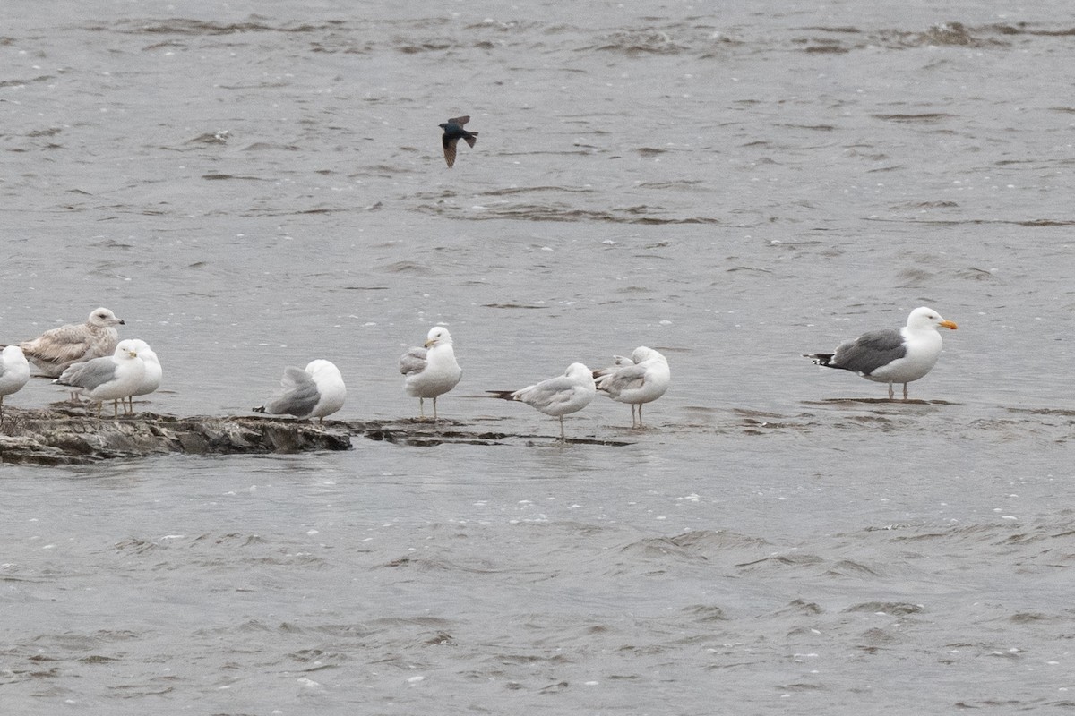American Herring x Great Black-backed Gull (hybrid) - ML636416019