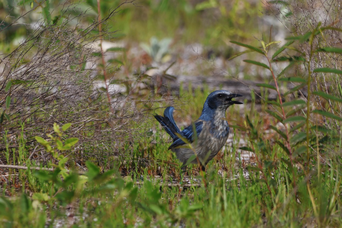 Florida Scrub-Jay - ML636416064