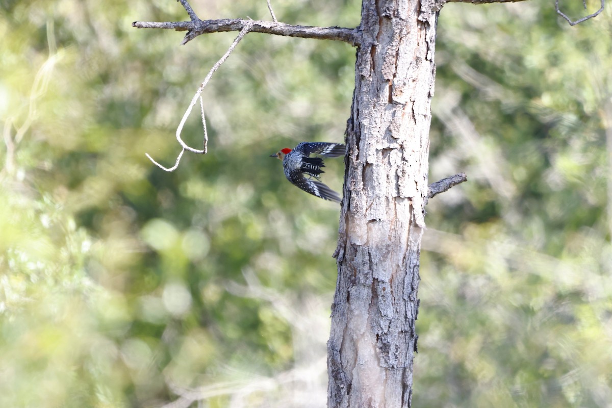 Red-bellied Woodpecker - ML636416144
