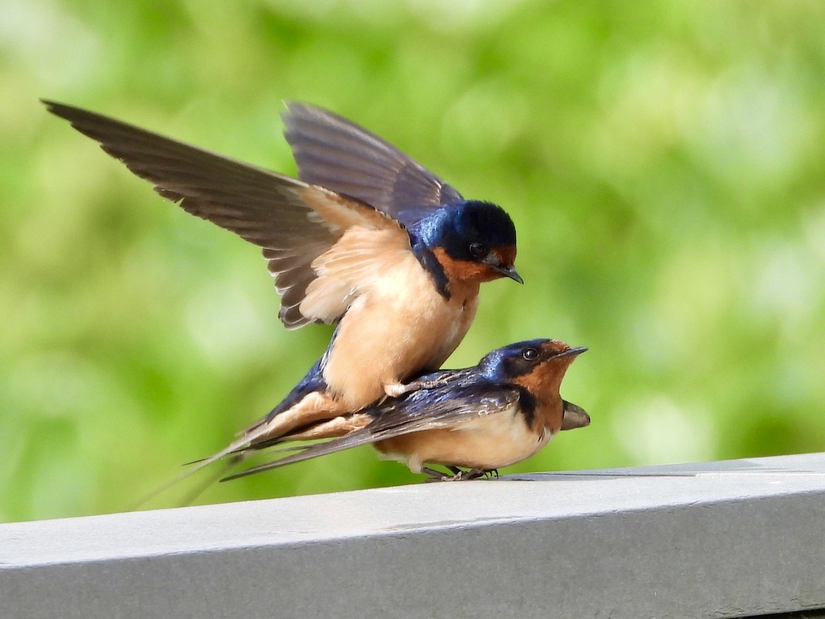 Barn Swallow - ML636416163