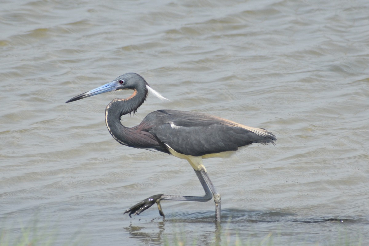 Tricolored Heron - ML636416219