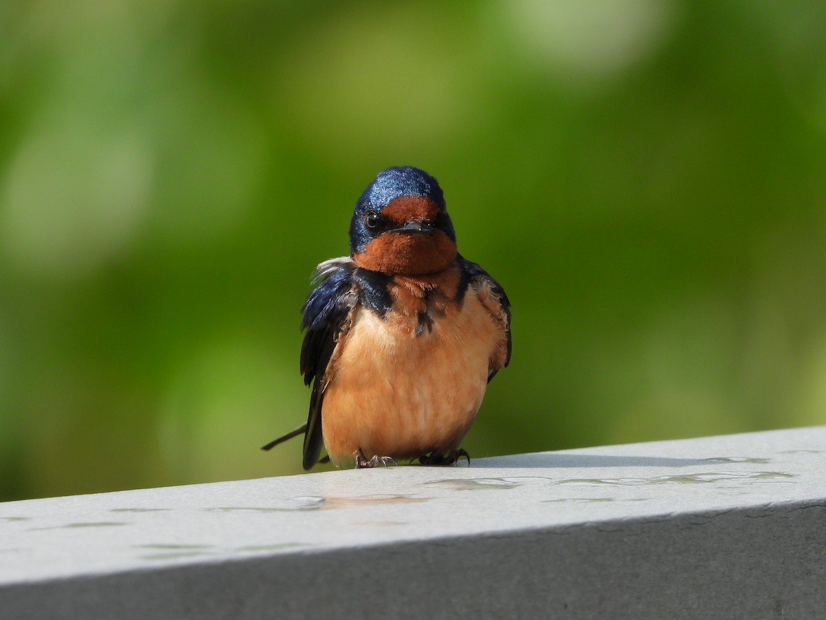 Barn Swallow - ML636416228