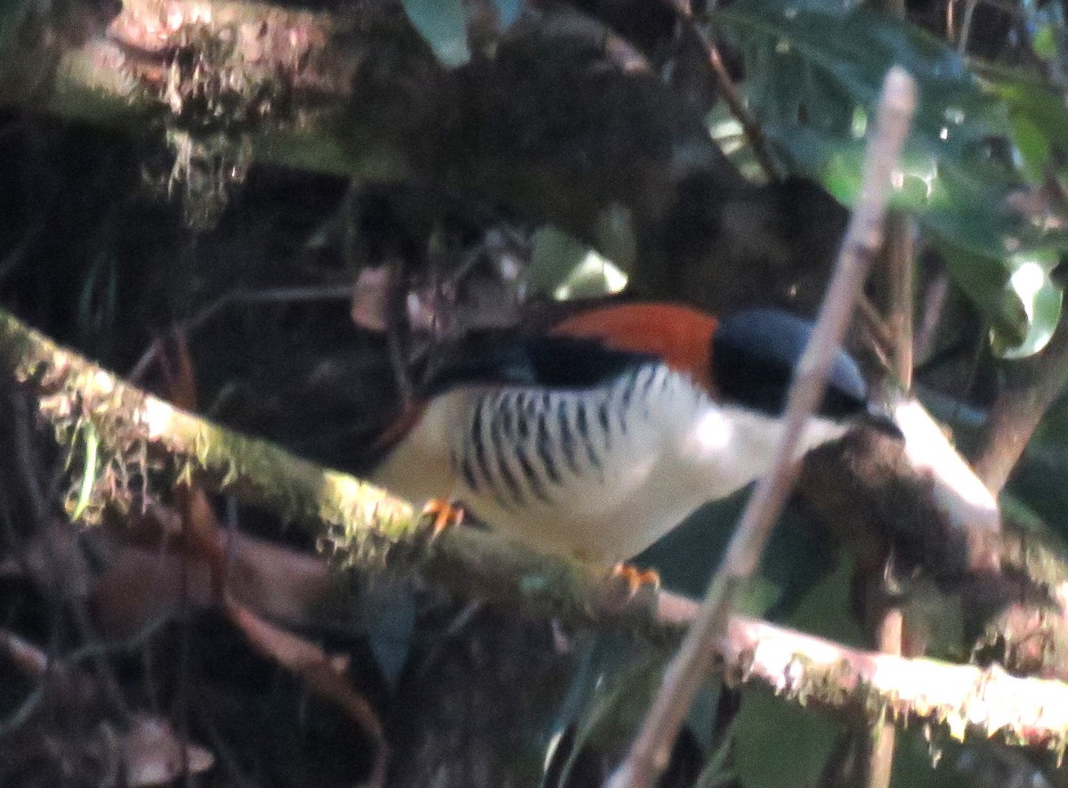 Himalayan Cutia - ML636416256