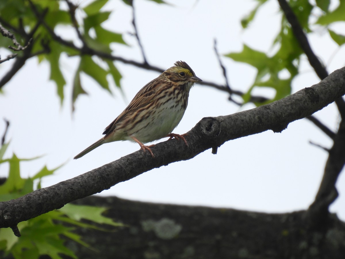 Savannah Sparrow - ML636416274